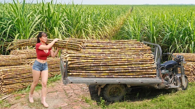 Собираю целый грузовик сахарного тростника, что бы продать его на рынке. Ферма Фуонг. Вьетнам