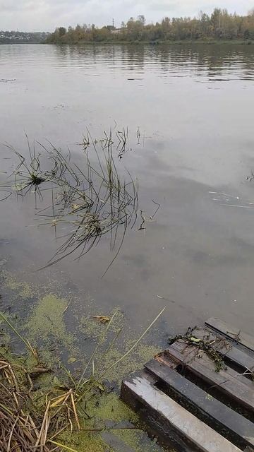⚓р Ока.Ракушка,ряска,место🐠рыбака.