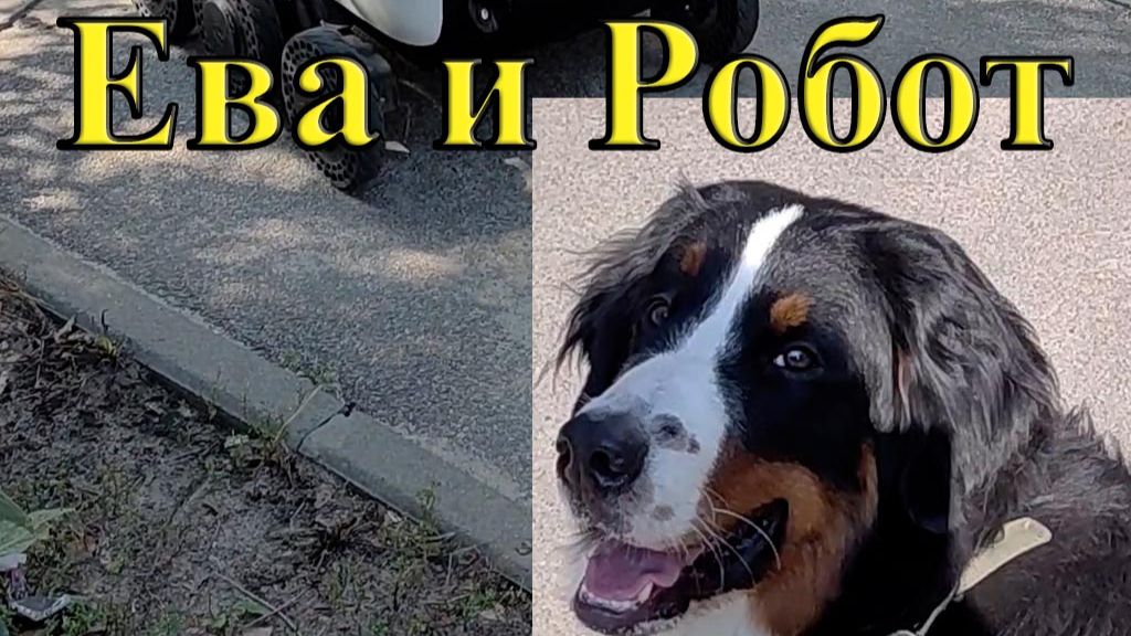 Собачка Ева