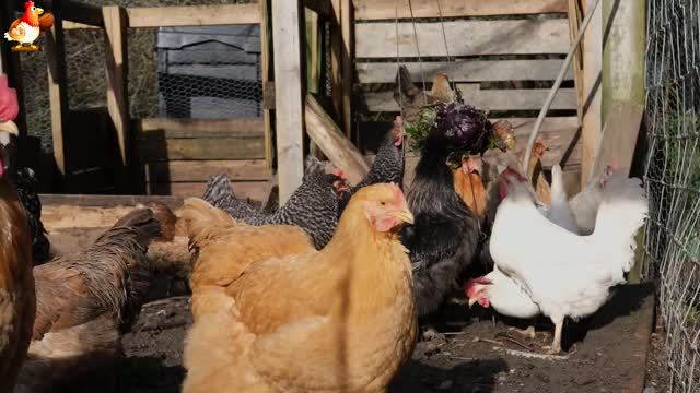 Забавные курочки несушки во дворе и курятнике очень счастливы 🥚😂🐥 (31)