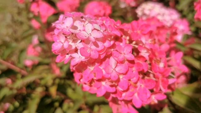 Гортензия метельчатая