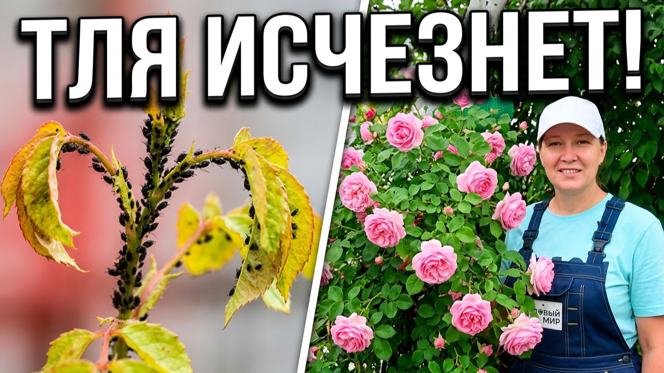 ЛОЖКА ДЕГТЯ - КОНЕЦ ЧЕРНОЙ ТЛИ.Натуральное средство для защиты садовых растений.  Животный дёготь