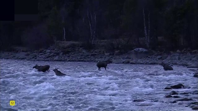 Переход Лосей через горную реку