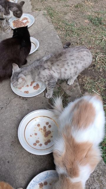 Обеденное время😻🐱😺🥣
