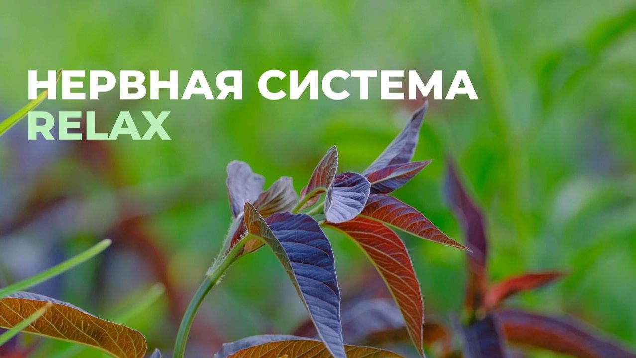 Исцеление нервной системы. Нейропластичность. RELAX версия | Саблиминал