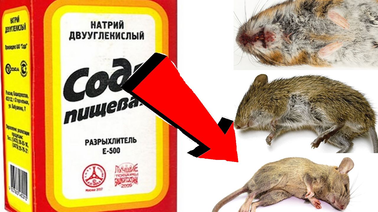 Как быстро избавиться от мышей крыс За 3 Секунды