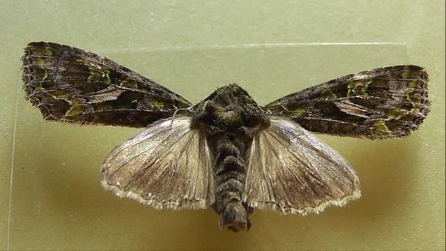Trachea Atriplicis (совка лебедовая)
