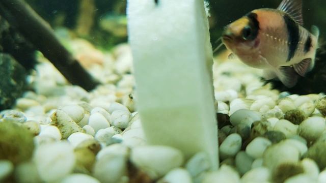 Кабачок в аквариум, барбус панда, сиамский водорослеед