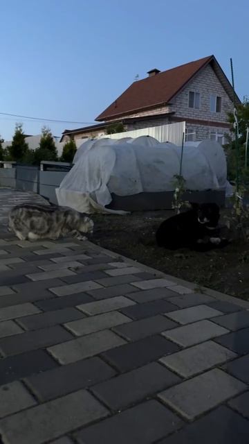 Вот так встреча!