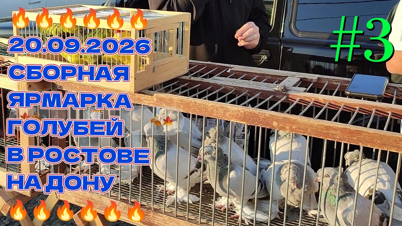 🔥🔥🔥 20.09.26 Сборная ярмарка голубей в Ростове на Дону. Птичий рынок. Часть 3.