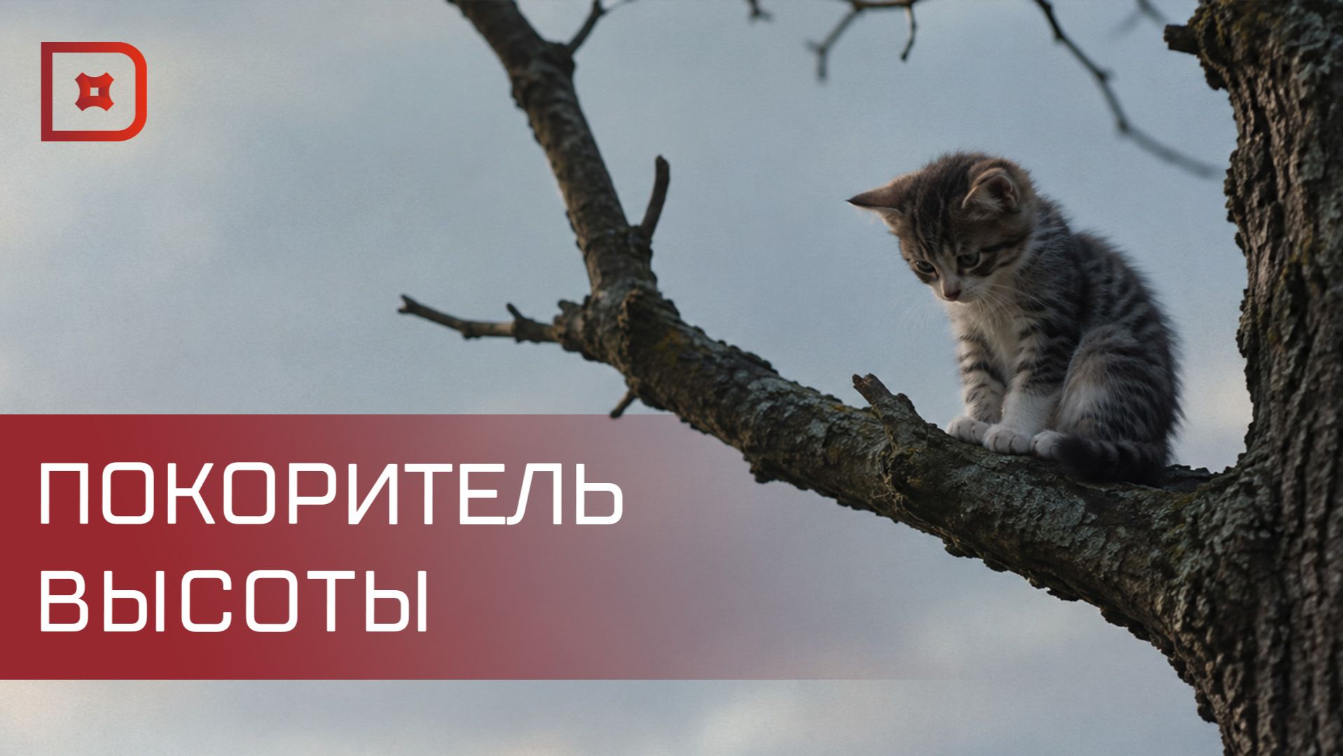 В Махачкале сотрудницы химчистки спасли котенка