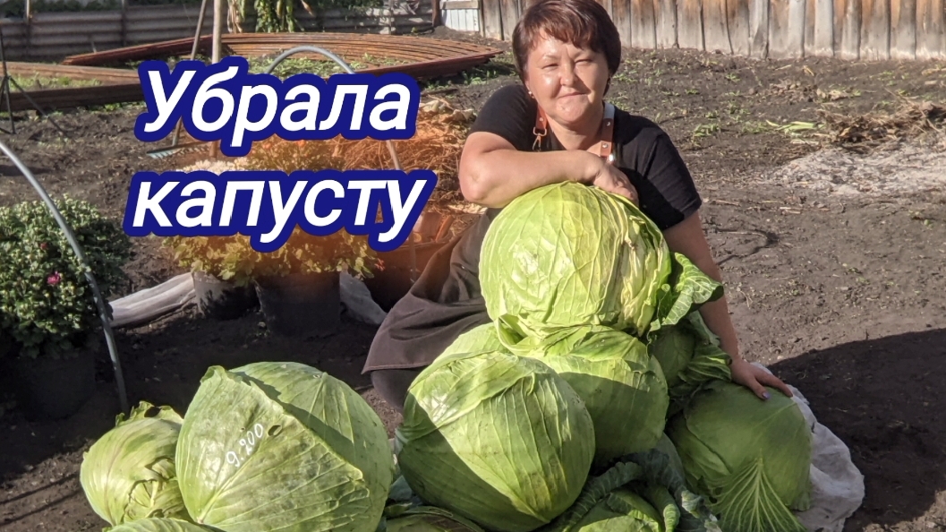 Убираю капусту. Подвужу итоги овощного сезона