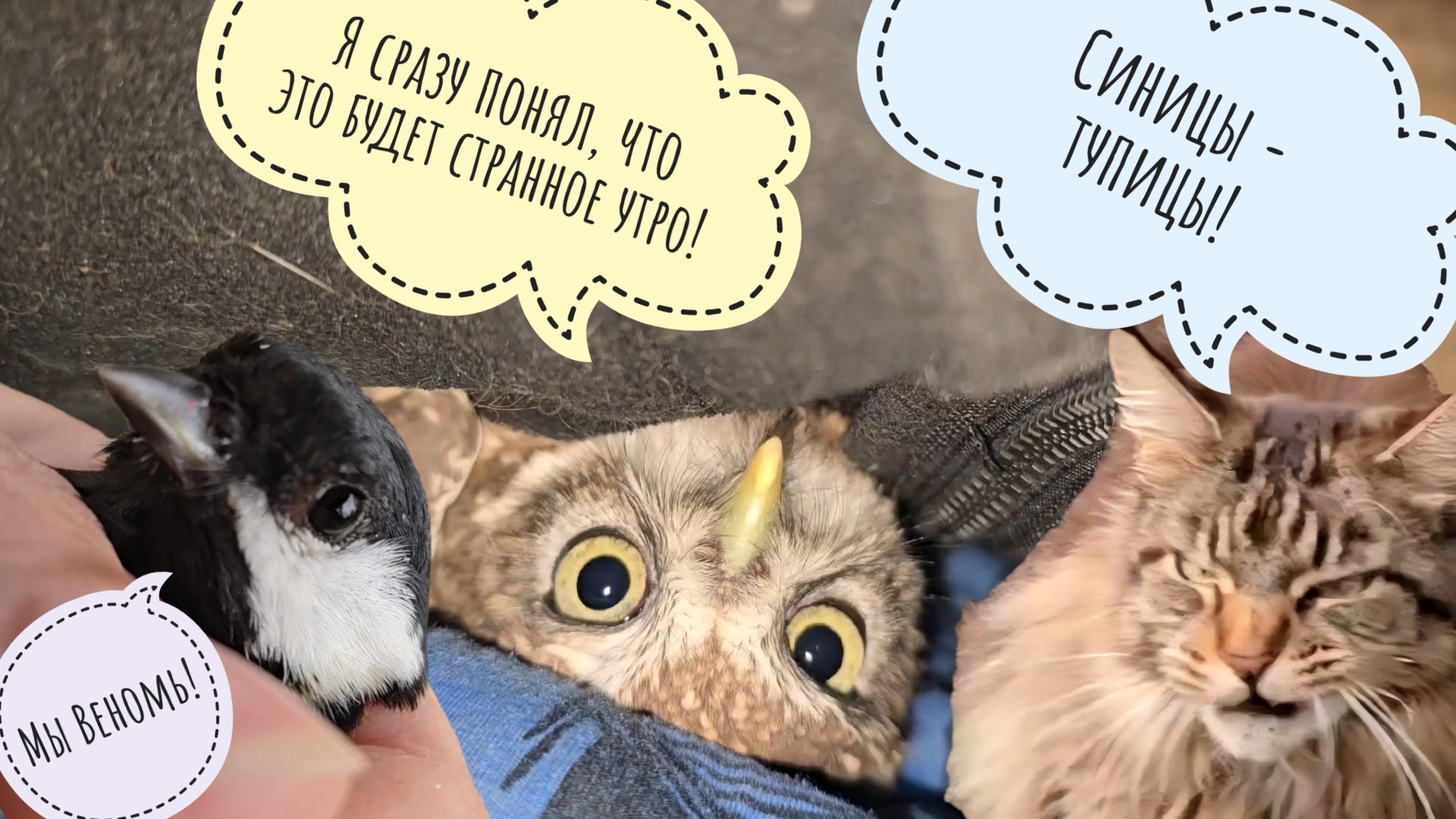 Сычу Лучику приделали ветер к потолку! Кошку Морошку оскорбила синица-наглица! Петушок фазан пасётся
