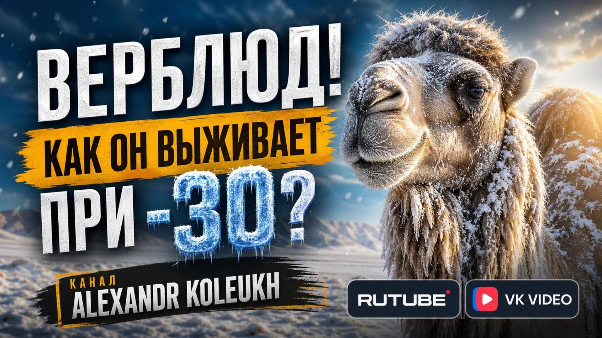 Верблюд! Как он выживает при −30?