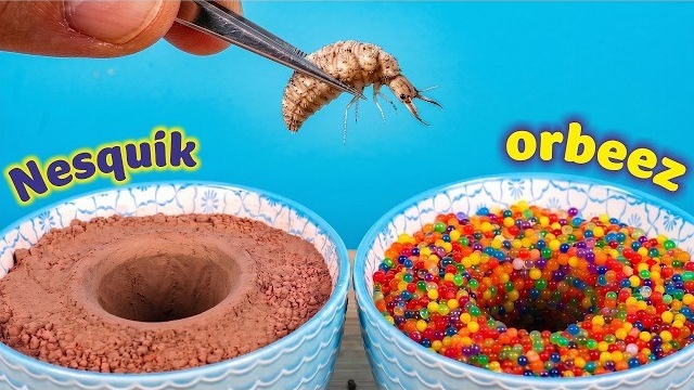 Муравьиный лев Vs Nesquik и Шарики орбиз! Что произойдет? Alex Boyka