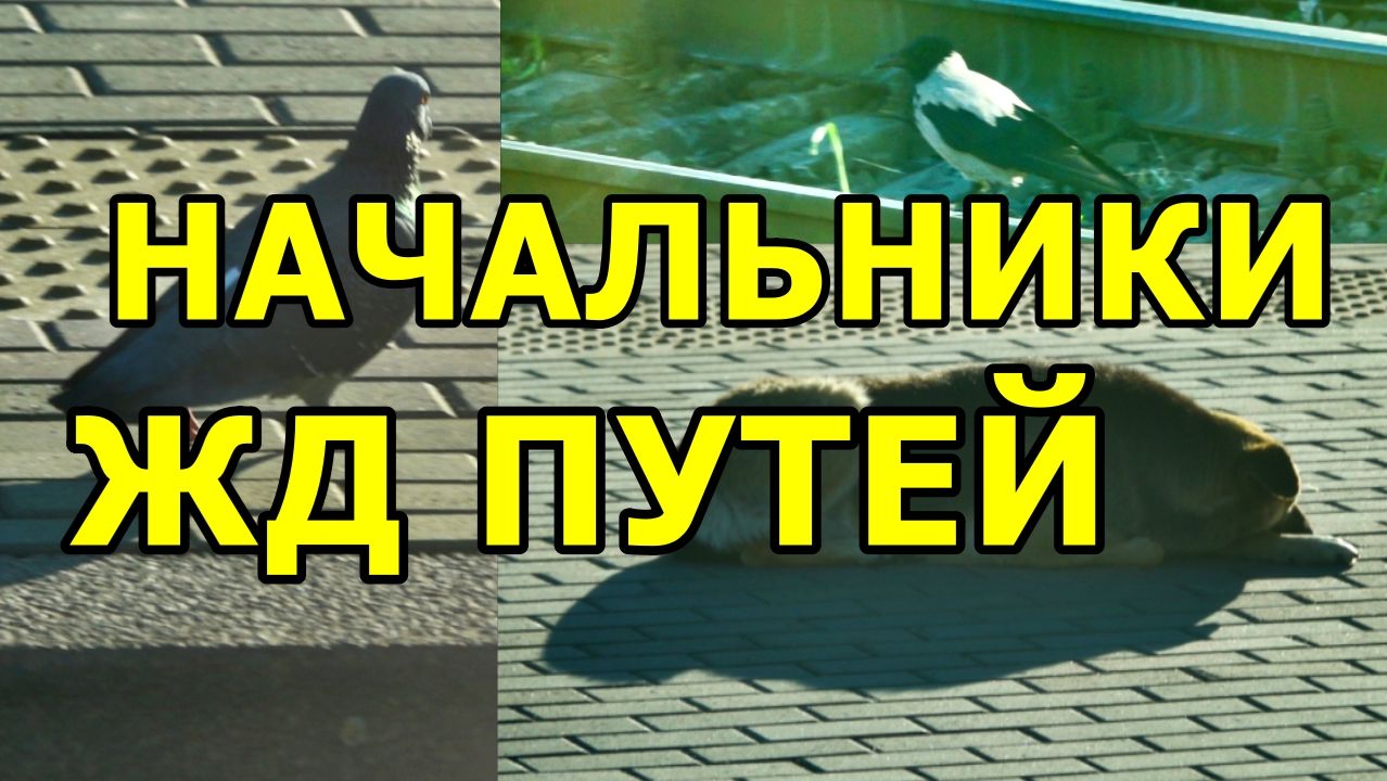 КТО ГЛАВНЫЙ НА ВОКЗАЛЕ? АКЦИОНЕРЫ ЖЕЛЕЗНОЙ ДОРОГИ😂 29.05.2026 СЕВЕРО-КАВКАЗСКАЯ ЖД (СКЖД)
