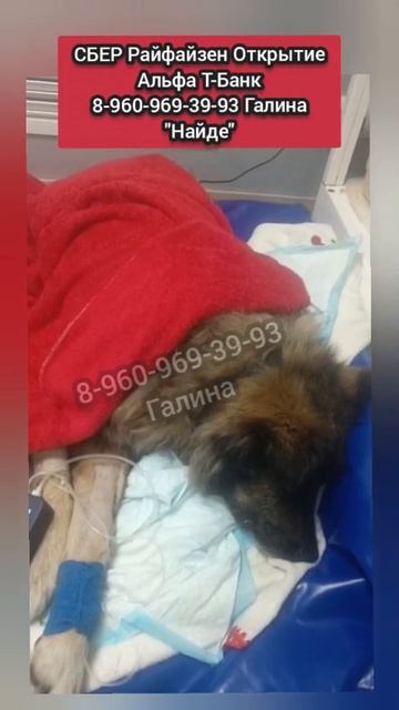 Найду отказываются лечить в клинике из-за долга..Усыпляем? У неё сгнил щенок внутри..

❤️😭Найда
