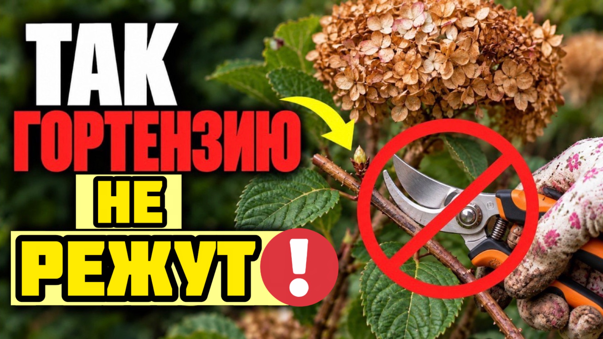 ХВАТИТ УРОДОВАТЬ ГОРТЕНЗИЮ! После такой обрезки цветов не ждите