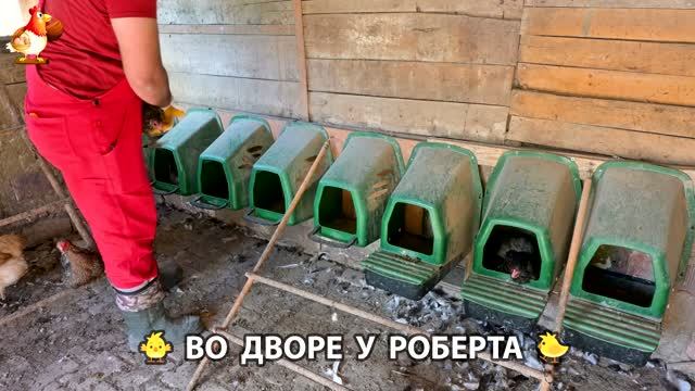 Содержание кур в домашних условиях и животных во дворе у Роберта 🐣🐤🦆🐔🪿🦃 (5)