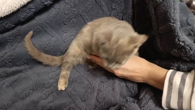 И ещё +1 крошка😴.  Ее выкинули с братиком, но ему повезло, он сразу обрёл семью.  Девочка, около 2х