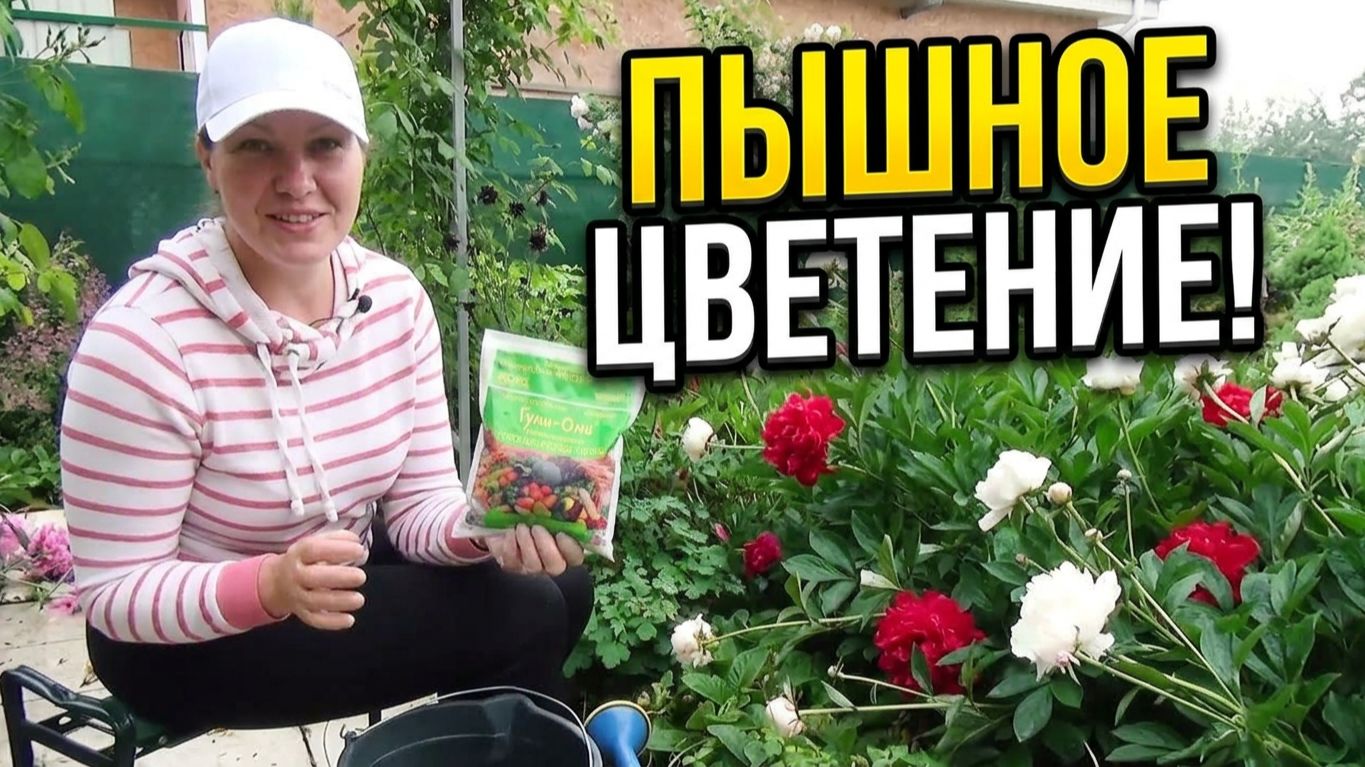 Секреты цветения ПИОНОВ. Рождение пиона. Почему пионы не цветут.