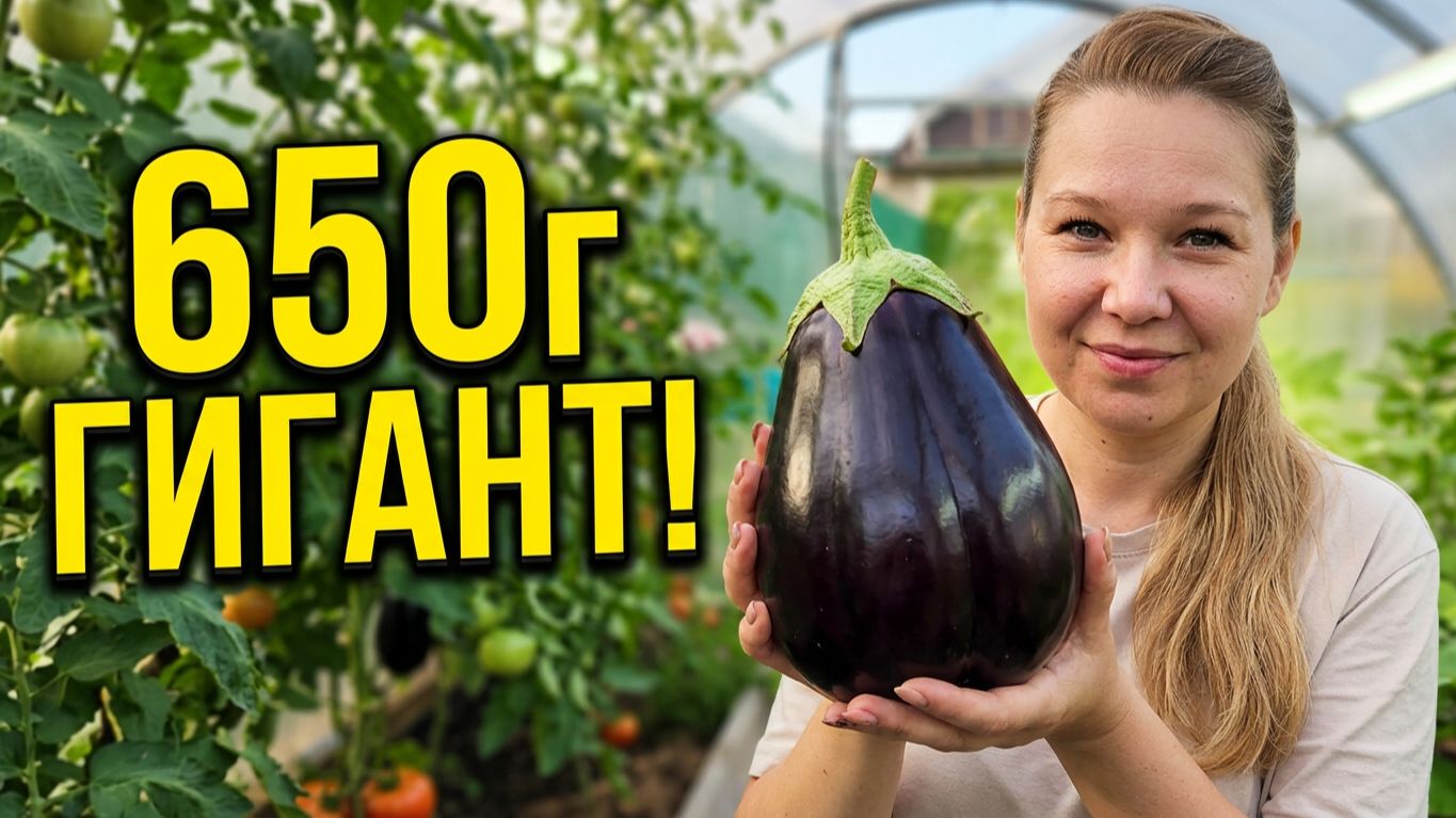 Ветка сломалась под весом! Выращиваем чудо-баклажаны
