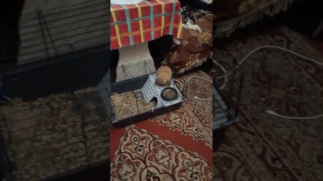 как правильно ухаживать за мини кроликами