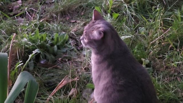 Коржик обиделся... #cat