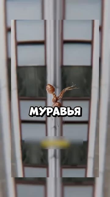 душнила