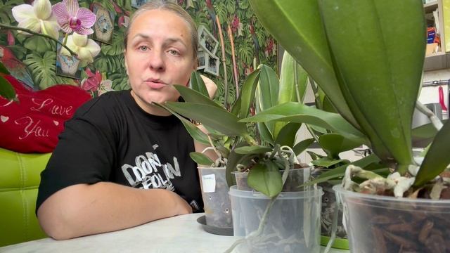 Водные процедуры для орхидей после распаковки посыоки