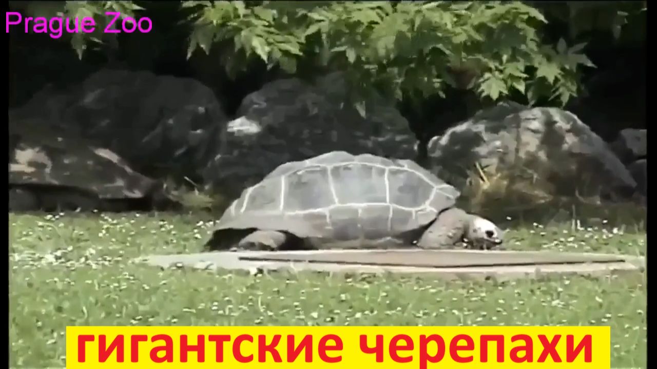 дугие животные