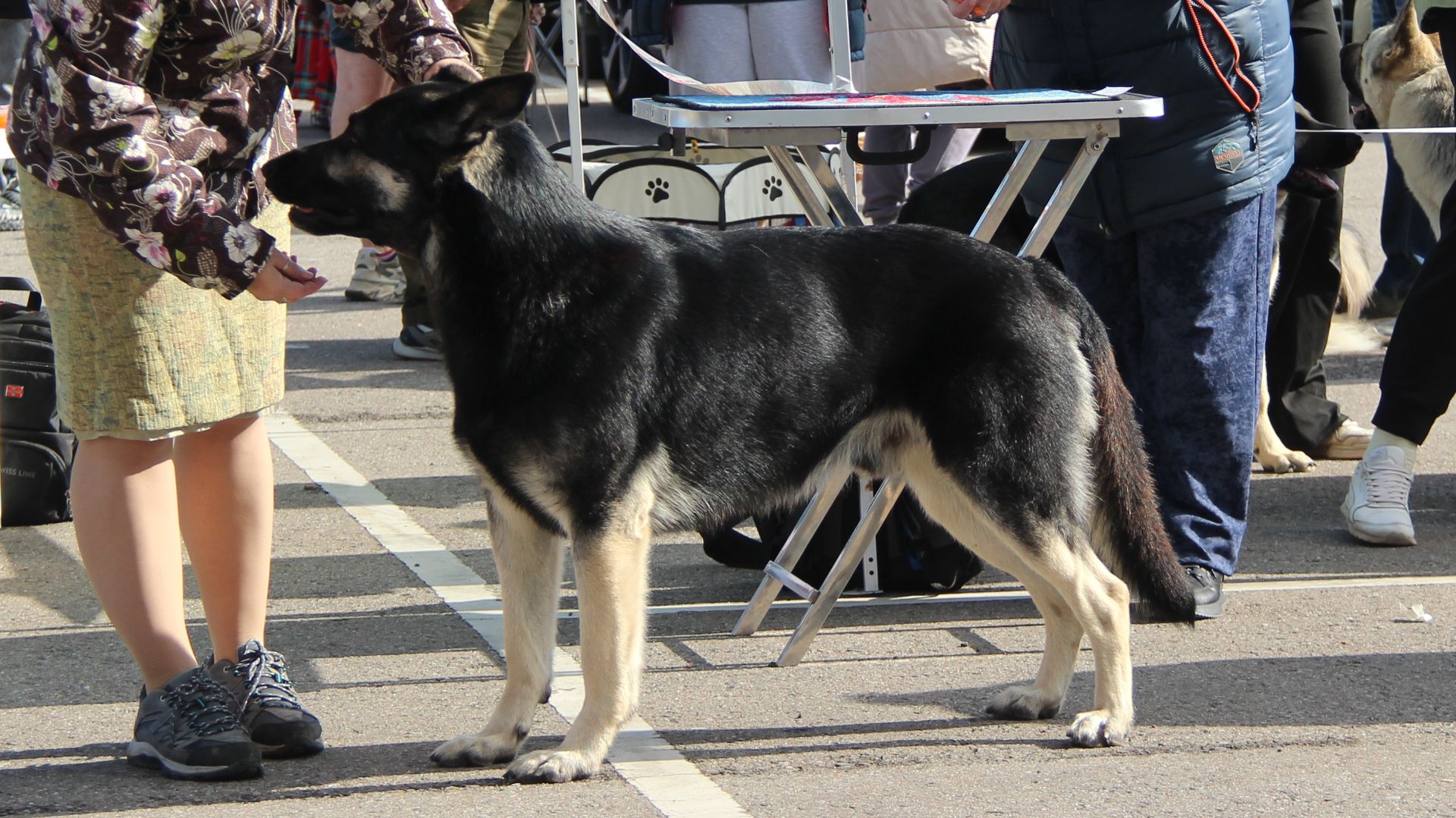 Класс чемпионов