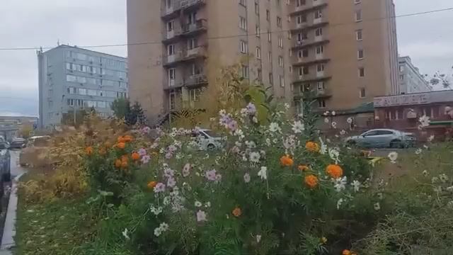Осенние цветы .Сквер Победителей  .Улица Ленина .Остров Татышев .Красноярск