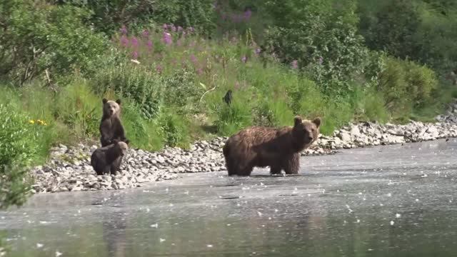 Озеро Нижнее - медвежье озеро.