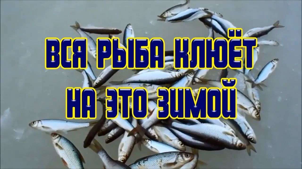 РЫБАЛКА на МОРМЫШКУ на ЛУЧШУЮ насадку ЗИМОЙ