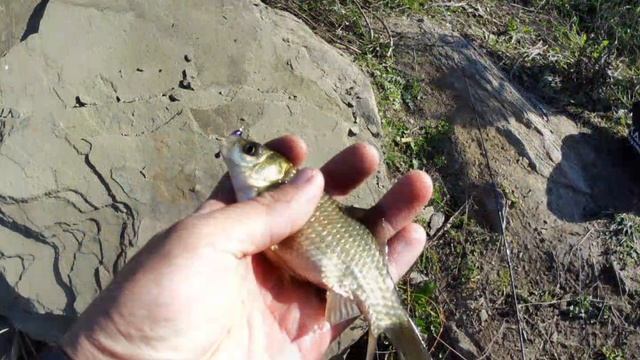 Снова Мормышинг🎣 На этот раз поклёвок много, но реализация хромает, немножко половил рыбок.