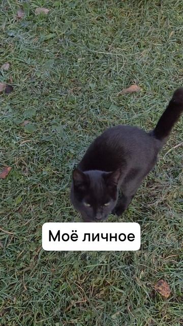 масло сливочное