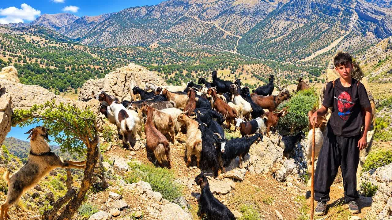 Кочовая жизнь 🏔️ | Тяжёлый день чабана с отарой овец 🐑 в горах Загрос 🔥