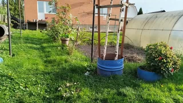 Посадка озимого чеснока.