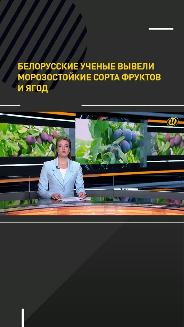 Белорусские ученые вывели морозостойкие сорта фруктов и ягод