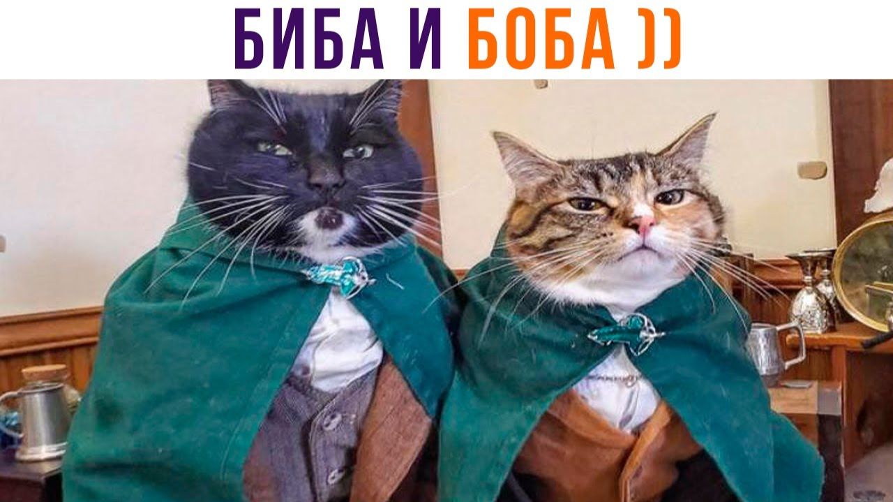 БИБА и БОБА)) Два друга))) Приколы с котами