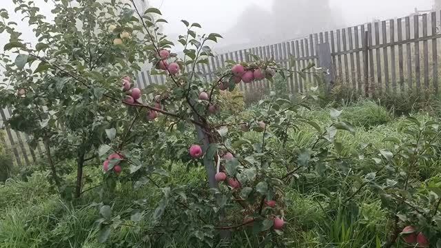 Ранее утро в саду
