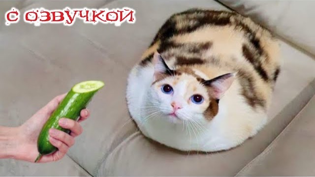 Приколы с котами! Смешные коты С ОЗВУЧКОЙ! Приколы с животными