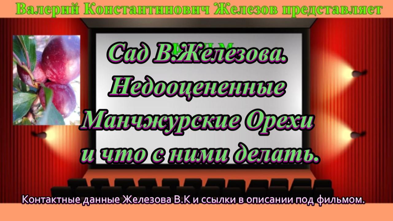 Сад В.Железова. Недооцененные Манчжурские Орехи и что с ними делать.
