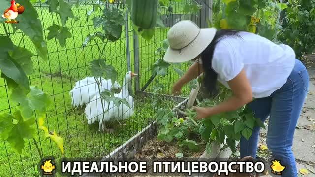 Идеальное птицеводство достойно восхищения 🐓🦆🦢🦚🦃🐔 эпизод (563)