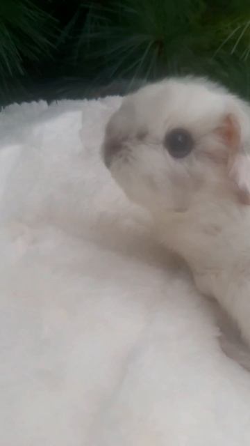 ❤🐹Морская Свинка Калифорния девочка 
✔Продажа малышей в макс и телеграм канале: Https://t.me/BANDELo