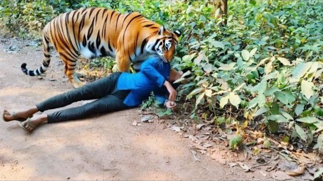 Опасные Встречи с Животными, Которые Сняли на Камеру