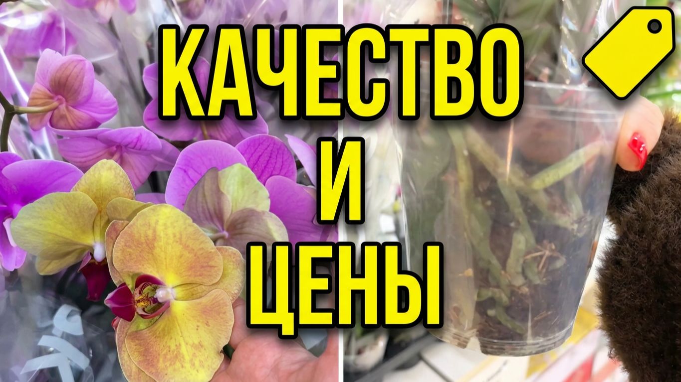 А что же нам привезли... Новые завоз орхидей в Лента и Европа.