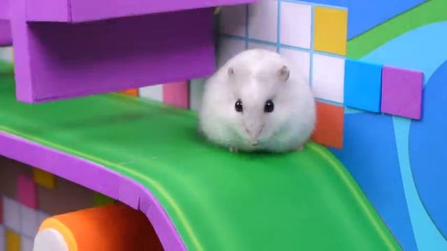 Потрясающий лабиринт для бассейна с мячом хомячка 🐹 Домашние животные с ветчиной Хомура