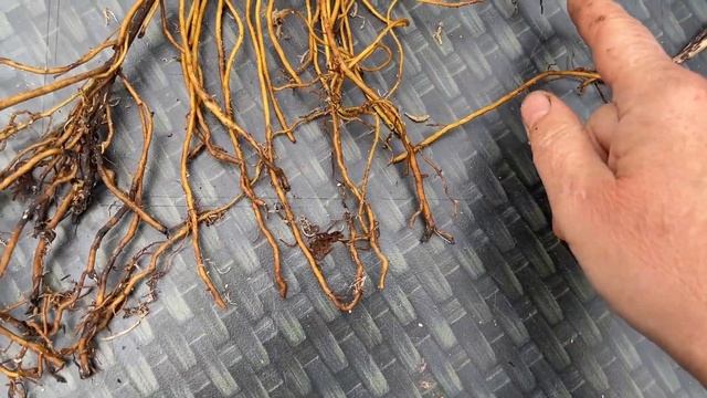 ПОДРОБНАЯ ИНСТРУКЦИЯ ПО ОСЕННЕЙ ПОСАДКЕ КЛЕМАТИСА 🌸 Вероника Поливкина